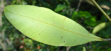 Leaf (underside) of Calophyllum species photo